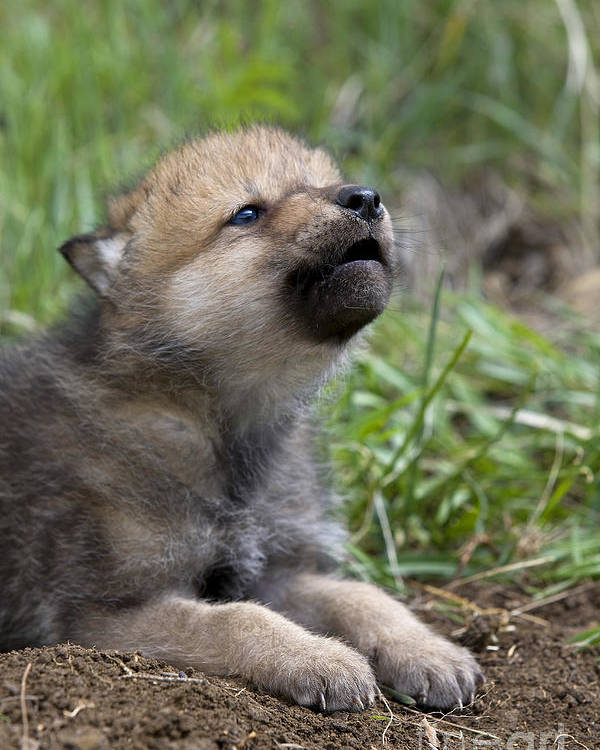 World's Last Wild Red Wolves Awareness